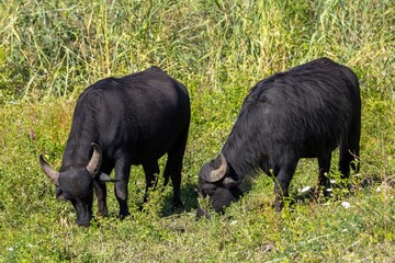 asiatic buffalo in its environment