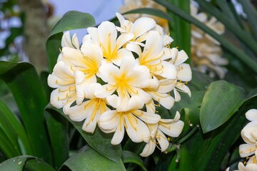 Obraz premium Close up of natal lily (clivia miniata) flowers in bloom