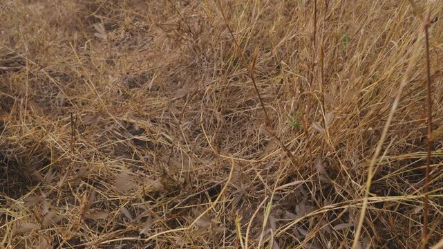 Wide low angle tilt of Alate termites (Macrotermes michaelseni) surfacing under an Apple ringed acacia in the savannah in kenya