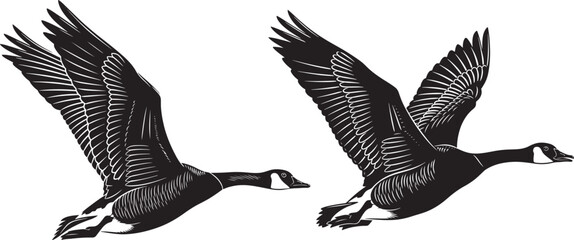 Vector art of two canada geese flying in formation, isolated on white background