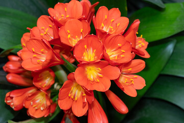 Fototapeta premium Close up of natal lily (clivia miniata) flowers in bloom