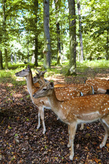 Wild spotted deer eating from a hand in the park, summer outdoor wildlife encounter.
