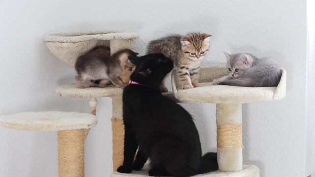Playful kittens explore their climbing structure while a curious black cat observes them closely in a cozy indoor setting