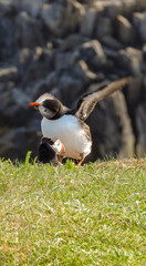pair of atlantic puffin or common puffin