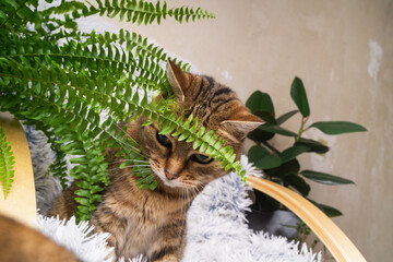 Cat relaxes among houseplants in cozy home setting during afternoon light © prystai