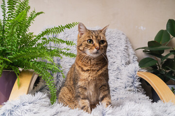 Mixed breed tabby brown cat resting comfortably on cozy chair surrounded by greenery at home © prystai