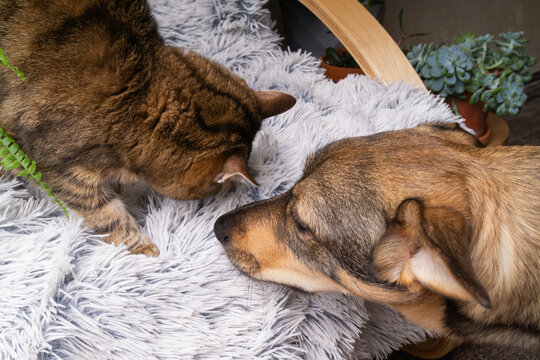 Cat and dog interact on cozy chair surrounded by indoor plants at home