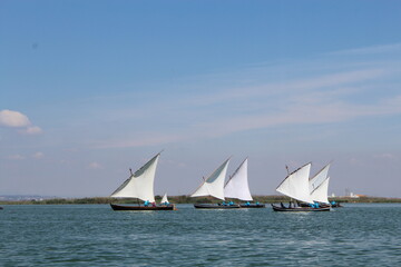 Fototapeta premium barcos veleros competición 