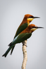 Bee eater couple