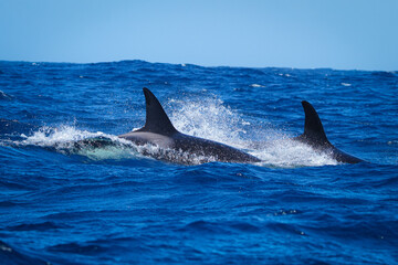 Fototapeta premium Orcas fin