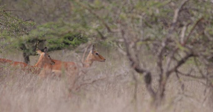 Wide of group of Impala (Aepyceros melampus) walking through dry grass and thicket in sunny day in savannah grassland in Kenya