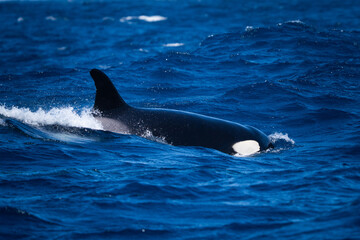 Fototapeta premium orca on the ocean