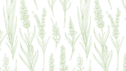 Botanical hand drawn lavender print seamless pattern old vintage calligraphy style green pattern on white background, sketch natural plant style. © Lara