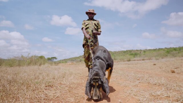 Wide gimbal tracking of a Bloodhound Dog (Canis lupus familiaris) walking with a game warden on narrow footpath at noon in Kenya