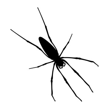 Spider silhouette.Vector spider icon.Large scary spider isolated on transparent background.
