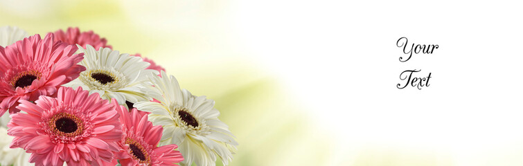 Delicate arrangement of vibrant gerbera daisies with a soft blurred background, perfect for...