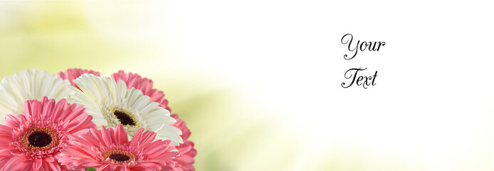 Colorful gerbera daisies in a soft, dreamy background inviting cheerful sentiments and personalized...
