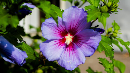 Vibrant purple hibiscus bloom showcasing intricate details on a sunny day in a peaceful garden...