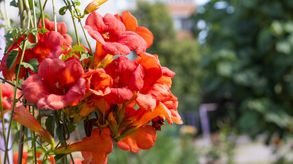 Vibrant red flowers bloom in a lively garden during sunny daylight, showcasing nature’s beauty...