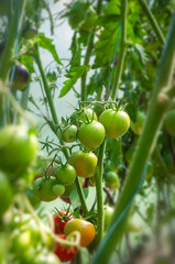 Tomatoes ripening in a greenhouse