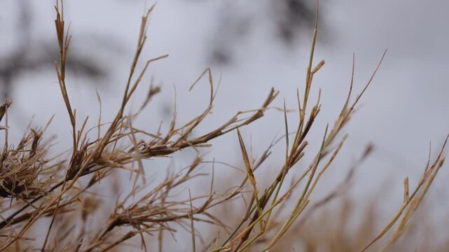 Extreme close up of an Alate termite (Macrotermes michaelseni) on a blade of grass and flying about the grasslands in kenya 