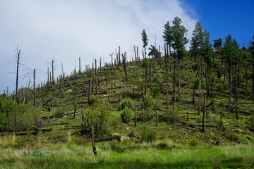 Hill covered in burnt trees from recent forest fires in the Lincoln National Forest in New Mexico