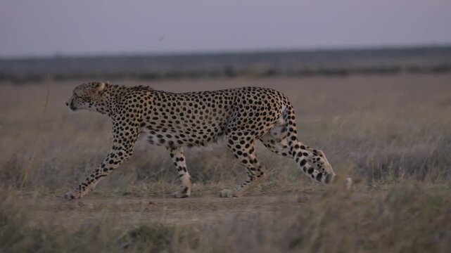 Wide gimbal tracking of Cheetah (Acinonyx jubatus) running on murram road track in dry grassland savannah in evening in Kenya