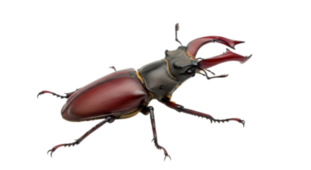 Isolated stag beetle