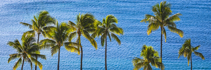 wide angle of coconut palms