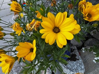 yellow flowers in a garden