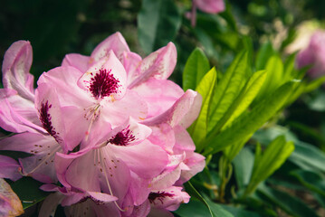 Obraz premium Close up of clusters of lush pink rhododendron blossoms growing on a bright green bush. 