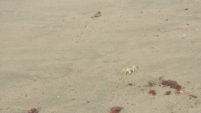 A playful Atlantic ghost crab (Ocypode quadrata) on el Pastillo Beach, Isabela Puerto Rico