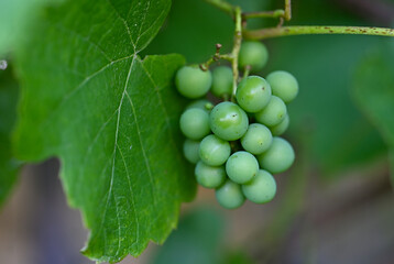 green grapes on vine