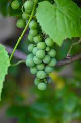 grapes on vine