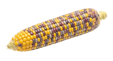 Isolated Colorful Corn Cob