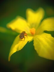 Macro Shot of Honeybee (Apis cerana) on Yellow Flower (Momordica charantia) Petal
