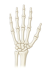 Human hand bones isolated on transparent background