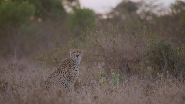 Wide gimbal parallax of Cheetah (Acinonyx jubatus) resting by shrub in savannah with birds flying and sun setting in background in Kenya