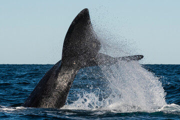 Sohutern right whale whale tail fluke, Peninsula Valdes, Patagonia,Argentina