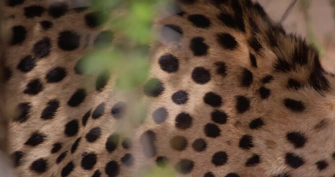 Close up of Cheetah (Acinonyx jubatus) shoulders and neck with trace tag and mouth panting in shade on hot sunny day in Savannah in Kenya