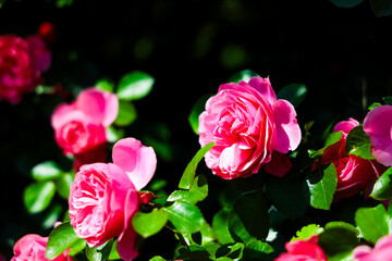 Vibrant pink roses blooming under bright sunlight in a lush garden setting