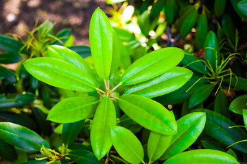 Vibrant green azalea leaves of a rhododendron shrub illuminated by sunlight in a garden
