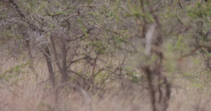 Wide of herd of Impala (Aepyceros melampus) walking through dry grass and thicket in sunny day in savannah grassland in Kenya