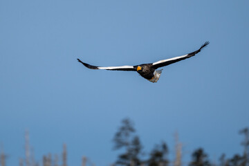 青空を飛翔するオオワシ