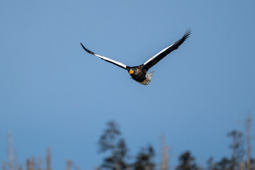 青空を飛翔するオオワシ
