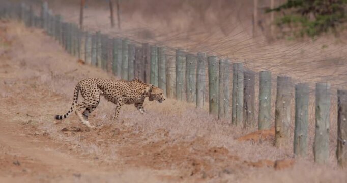 Extreme wide of a collared cheetah (Acinonyx jubatus) attempting to crossover an electric fence in the savanna  kenya