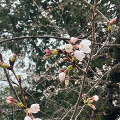 ソメイヨシノの開花と雨