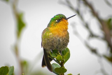 Tyrian Metaltail hummingbird (Metallura tyrianthina) in Sierra Nevada de Santa Marta, Colombia, feeding on vibrant flowers in its natural mountain habitat. Perfect for nature and wildlife themes.