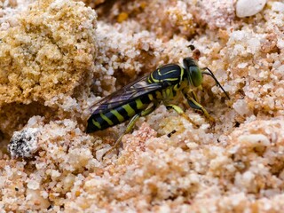 bembix wasp digging in the sand