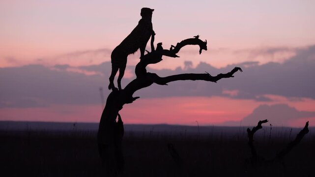 Very wide gimbal parallax of Cheetah (Acinonyx jubatus) standing on dead tree in savannah silhouetted against cloudy sunset in Kenya